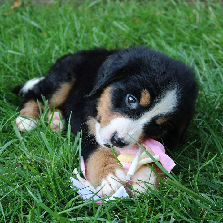 Smart Snuggle Puppy Willkommenspaket Girl, rose