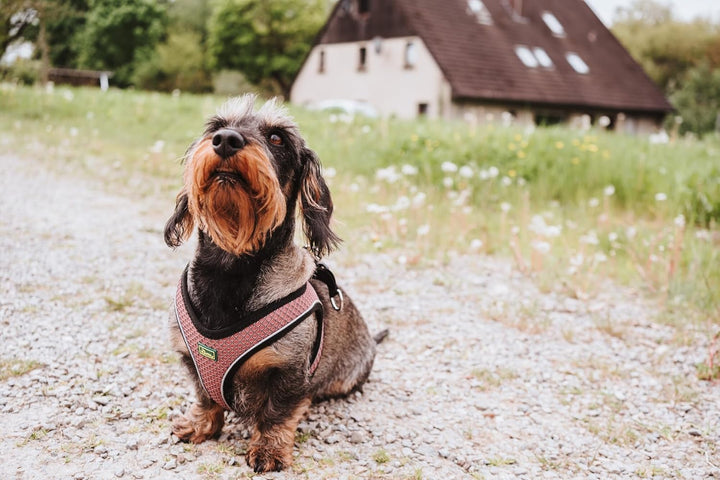 Hunter - Dog Harness Hilo Comfort. M, rosa - (401673969793)