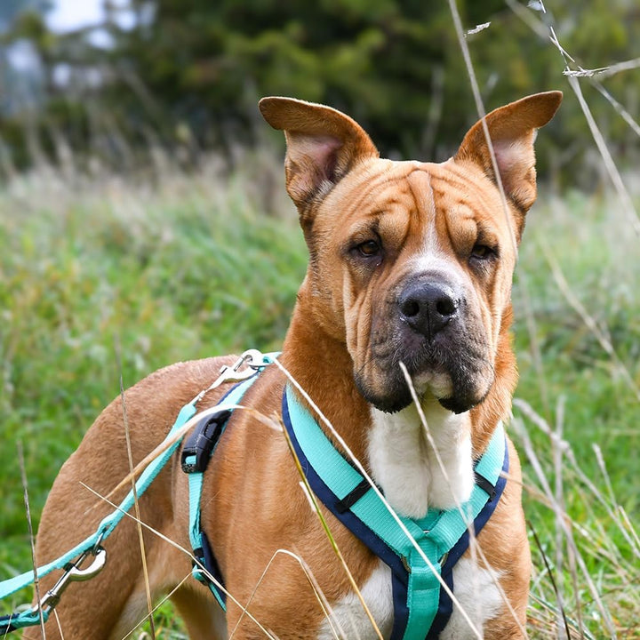Anny-X Brustgeschirr Fun Ozean | Hundegeschirr Grösse S-Kurz (Brustumfang 52-64 cm), S-Kurz