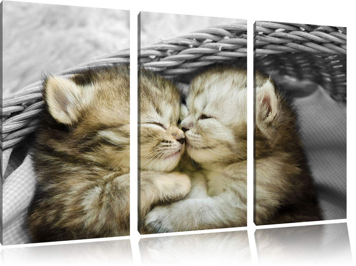 Pixxprint Zwei süsse Babykatzen im Korb als Leinwandbild | Grösse: 3 Teilig (120x80) | Wandbild| Kun