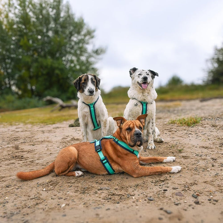 Anny-X Brustgeschirr Fun Ozean | Hundegeschirr Grösse S-Kurz (Brustumfang 52-64 cm), S-Kurz