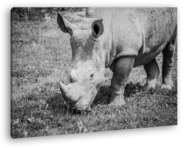 deyoli edles Nashorn Format: 60x40 Effekt: Schwarz/Weiss als Leinwand, Motiv fertig gerahmt auf Echt