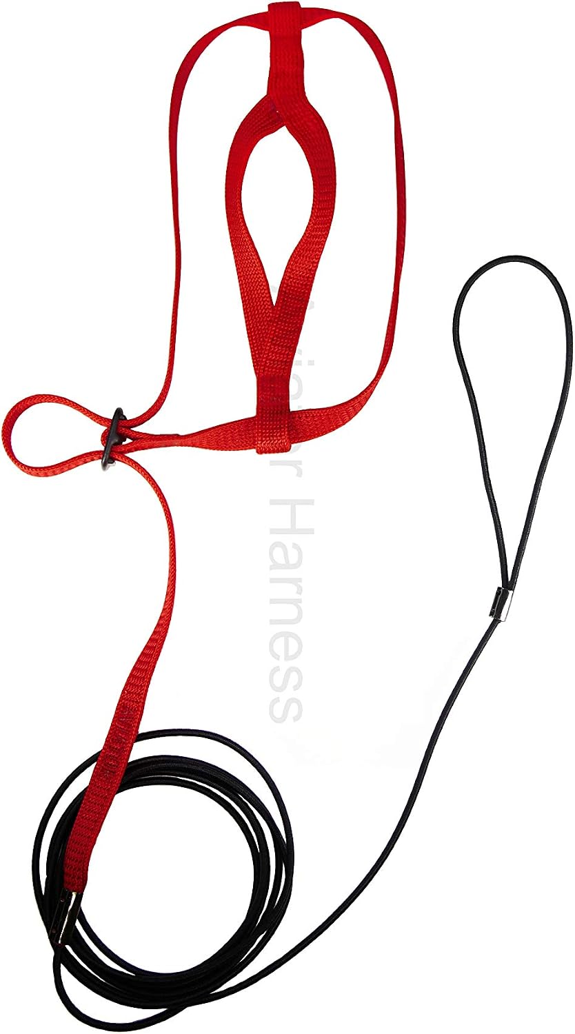 Das Aviator Vogel Geschirr &amp; Lein – Made in America S Rotes, S Rotes