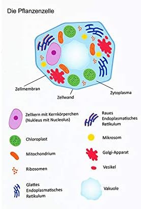 Betzold - Magnetische Tier- und Pflanzenzelle - Botanik Bilingualer Unterricht Mehrfarbig, Mehrfarbi