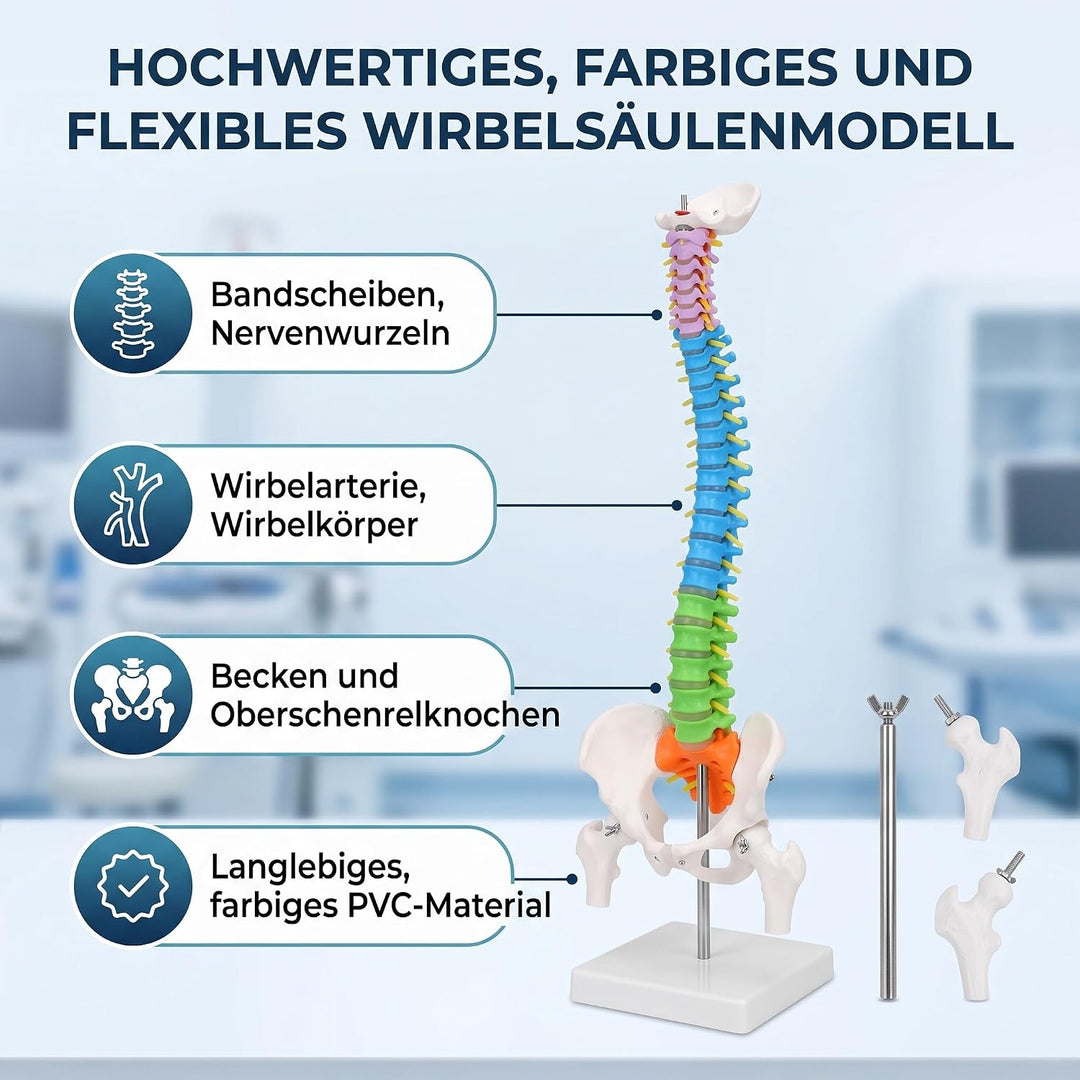 Wirbelsäulenmodell Anatomie, 17,7 Zoll, Becken inklusive