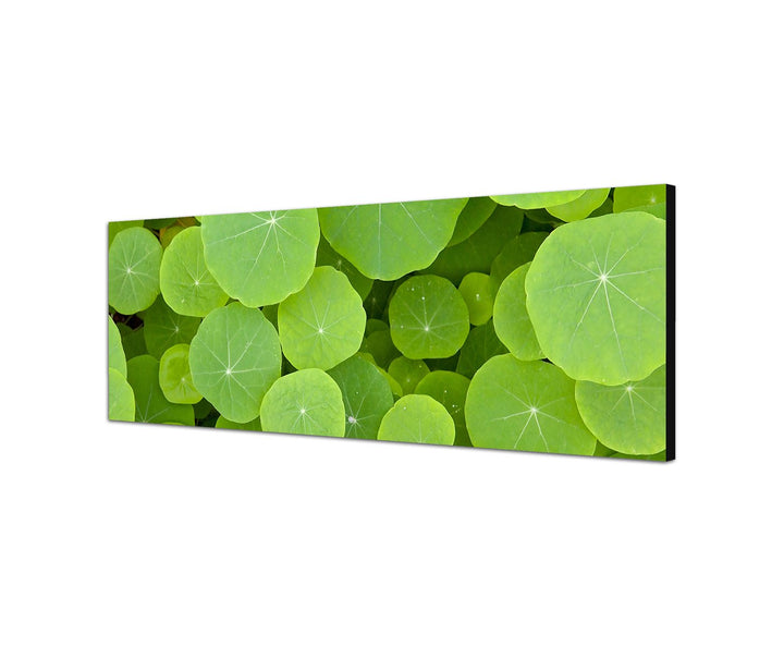 Augenblicke Wandbilder Leinwandbild als Panorama in 150x50cm Pflanzen Blätter rund grün Hintergrund