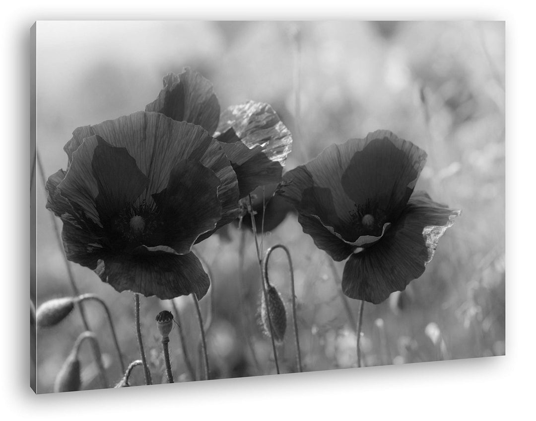deyoli bezaubernde Mohnblumen Format: 80x60 Effekt: Schwarz&amp;Weiss als Leinwandbild, Motiv fertig ger