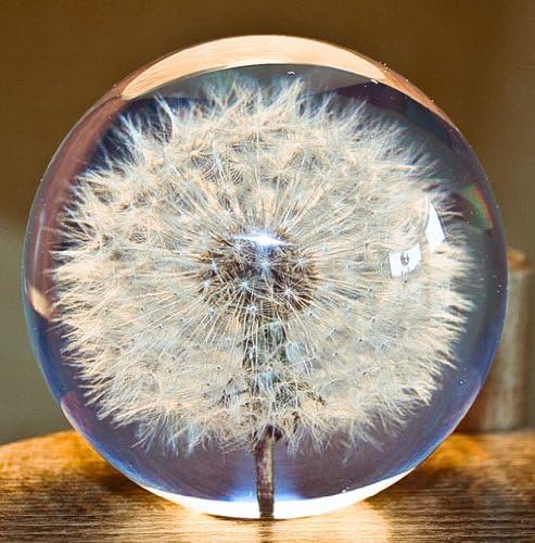 Briefbeschwerer Pusteblume