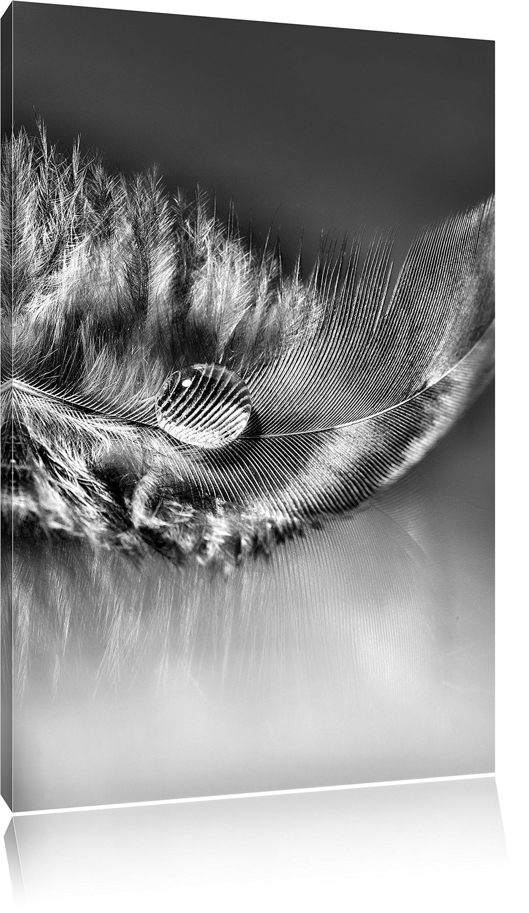 Pixxprint Wassertropfen auf Feder als Leinwandbild/Grösse: 100x70 / Wandbild/Kunstdruck/fertig bespa