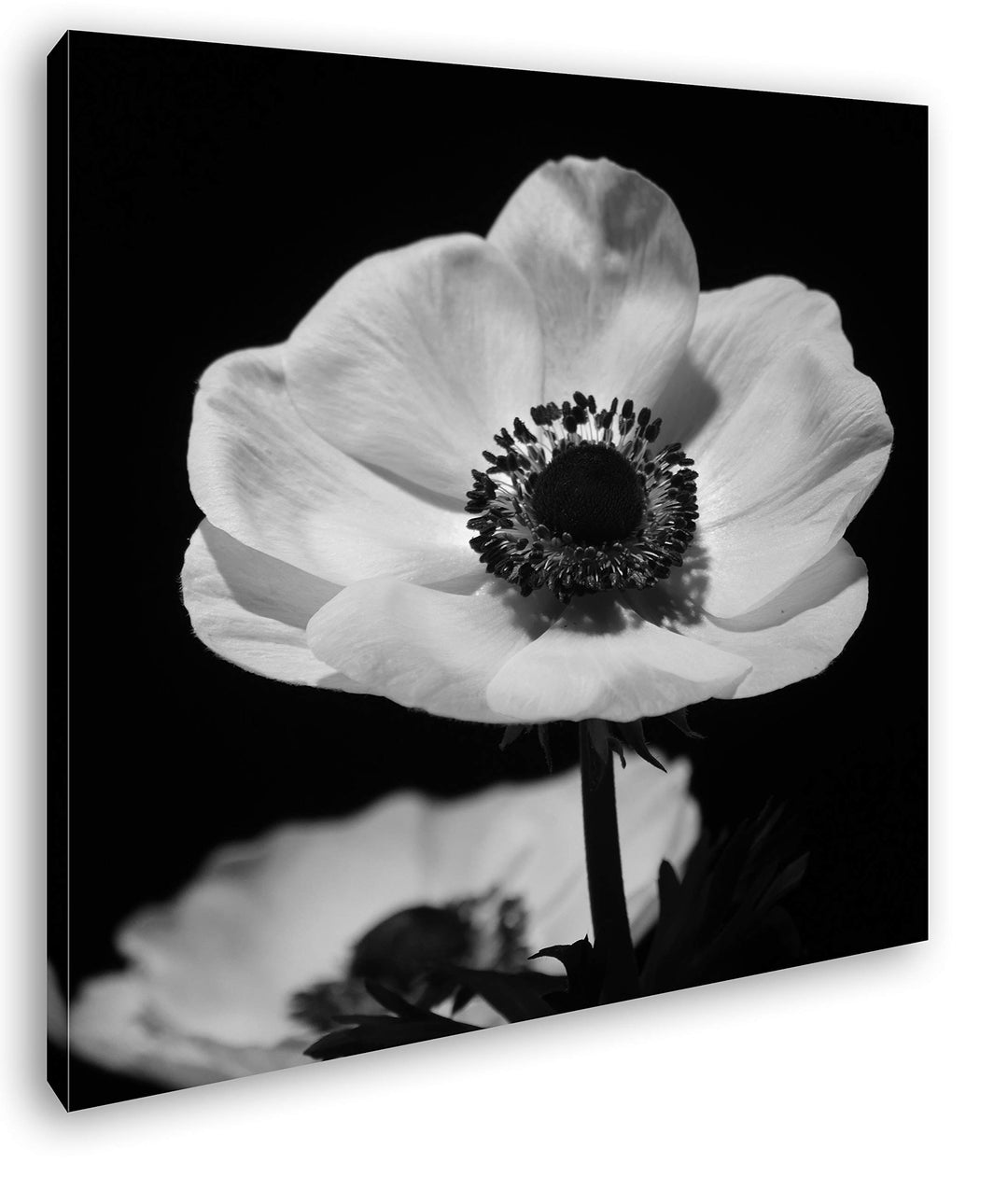 deyoli Dark Anemone Format: 70x70 Effekt: Schwarz&amp;Weiss als Leinwandbild, Motiv auf Echtholzrahmen,