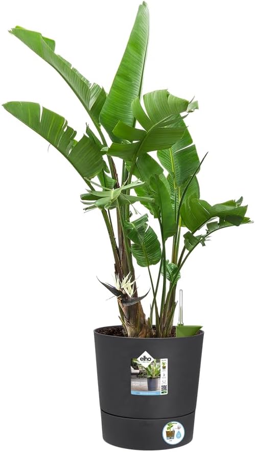elho Greensense Aqua Care Rund 30 mit Integrierte Wasserspeicher - Blumentopf für Innen &amp; Aussen - 1