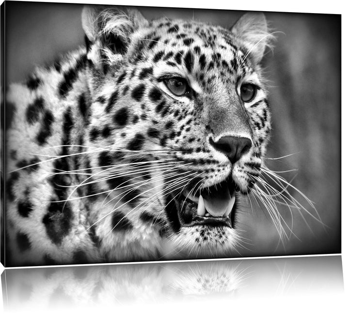 Pixxprint ausgewachsener Leopard / 100x70cm Leinwandbild bespannt auf Holzrahmen/Wandbild Kunstdruck
