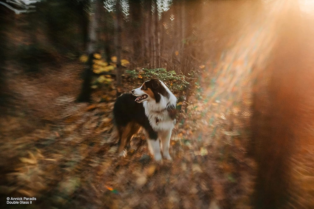 LensBaby - Composer Pro II mit Doppelglas II für Canon RF - Verbesserte Version - Kompatibel mit All