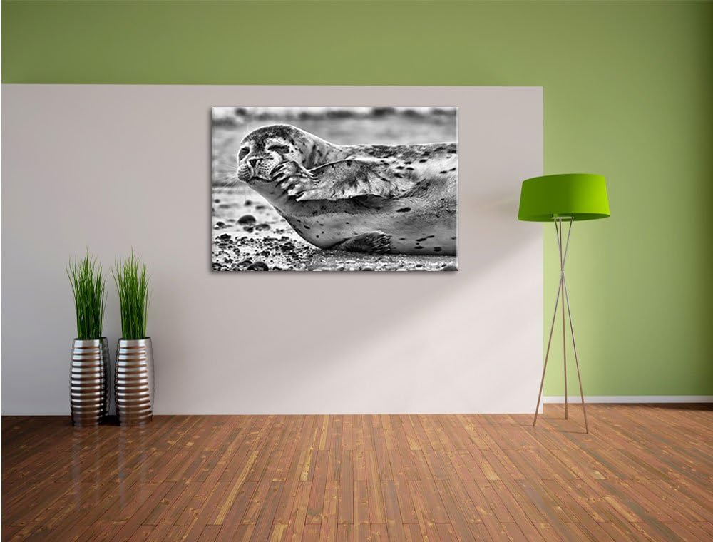 Pixxprint süsse Robbe beim Putzen / 100x70cm Leinwandbild bespannt auf Holzrahmen/Wandbild Kunstdruc