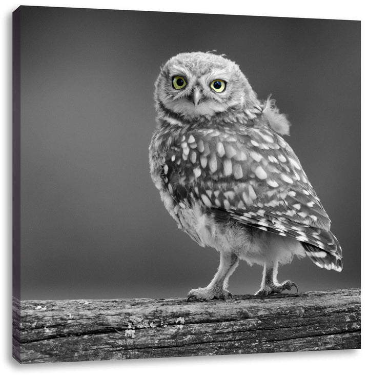 Pixxprint süsse Eule auf AST schwarz/weiss, Format: 70x70 auf Leinwand, 70x70