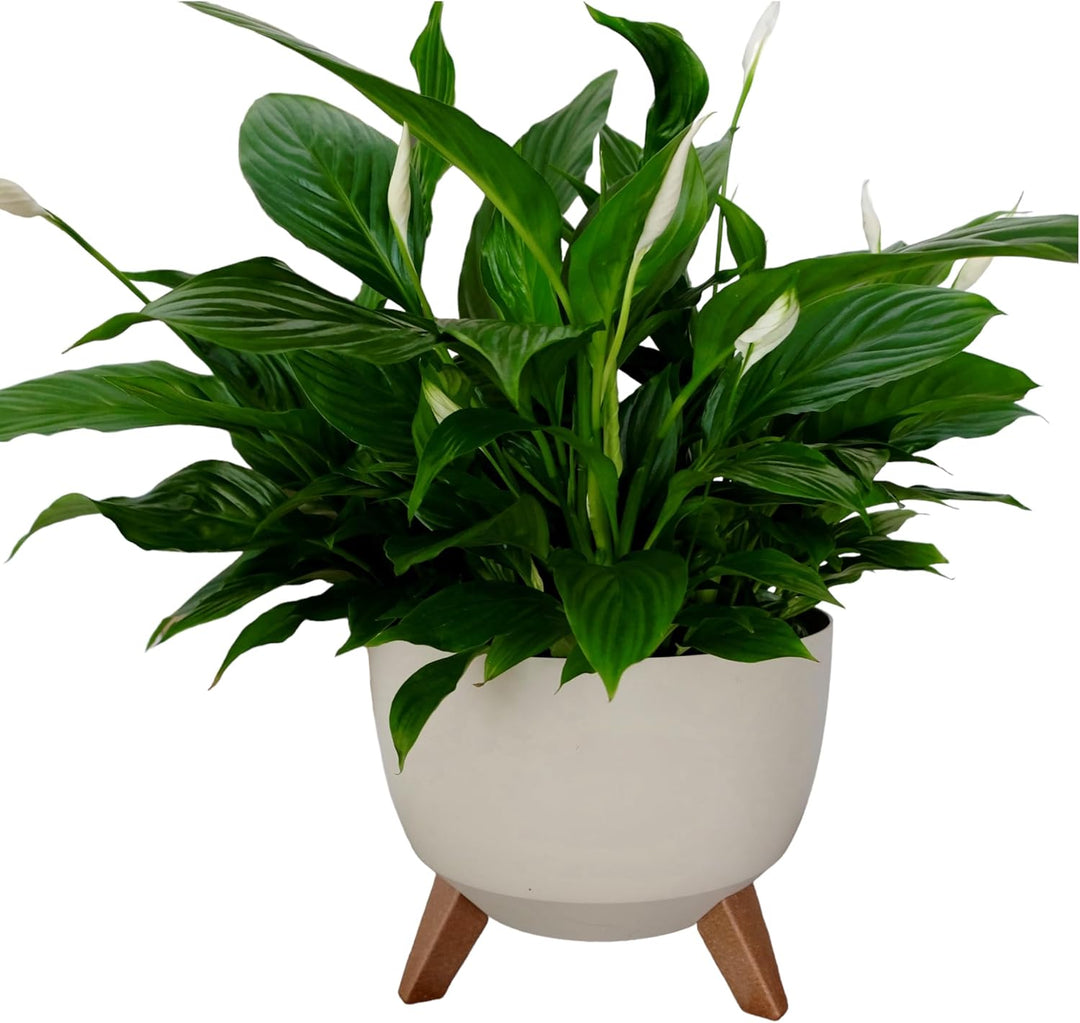 MELTOM Blumentopf mit Füssen Ø 33 cm Baumwolle Übertopf mit Drainageboden Baumwolle M+ 33 cm, Baumwo