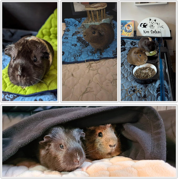 Käfigeinlage für Kaninchen und Meerschweinchen - perfekte Einstreu für Innenkäfige und C&amp;C - saugfäh