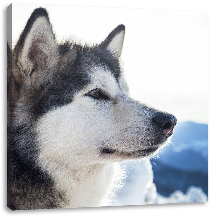 Süsser Husky im Schnee, Format: 70x70 auf Leinwand, XXL riesige Bilder fertig gerahmt mit Keilrahmen