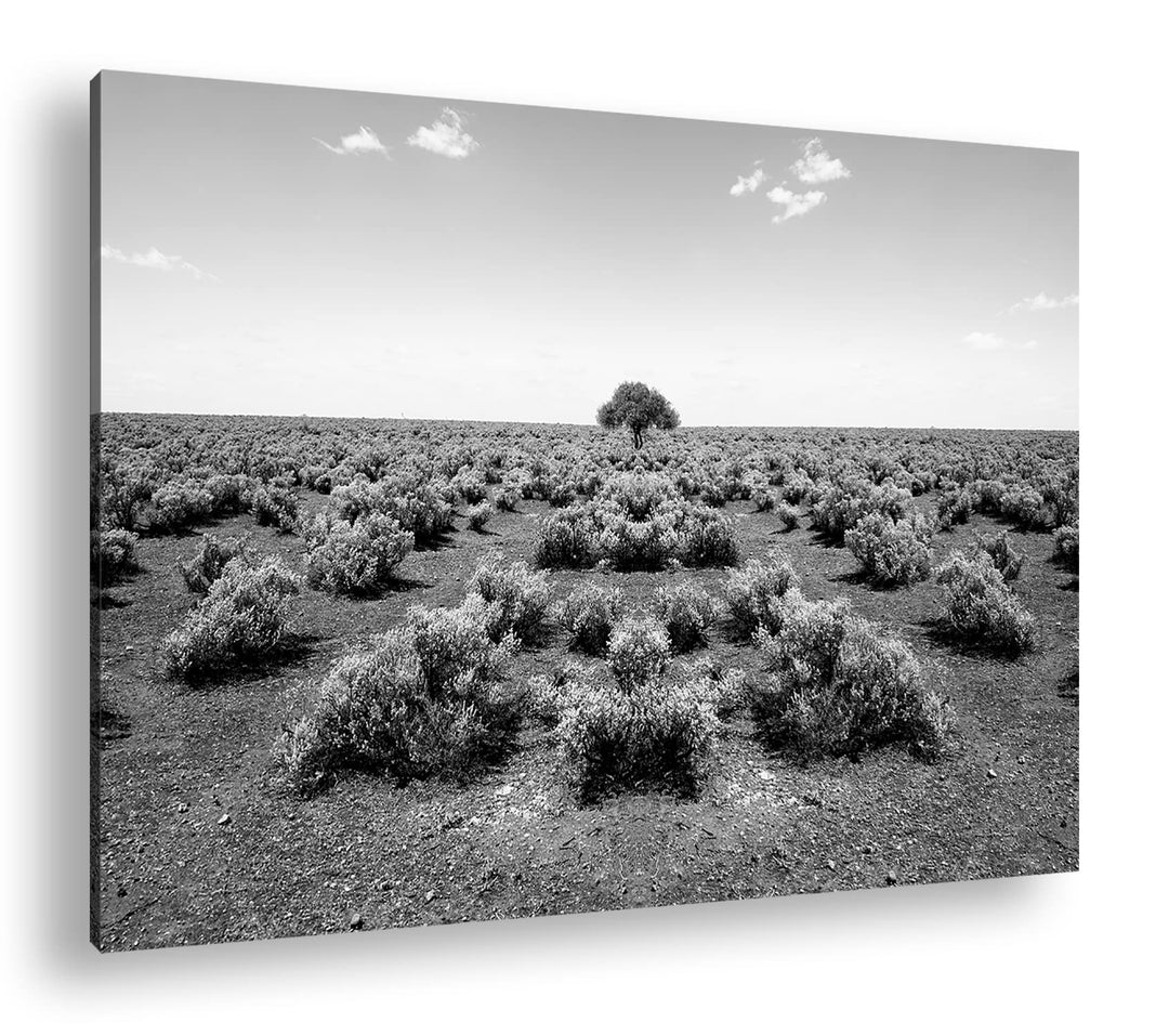 deyoli einsamer Baum in unfruchtbaren Wüste Format: 120x80 Effekt: Schwarz&amp;Weiss als Leinwandbild, M