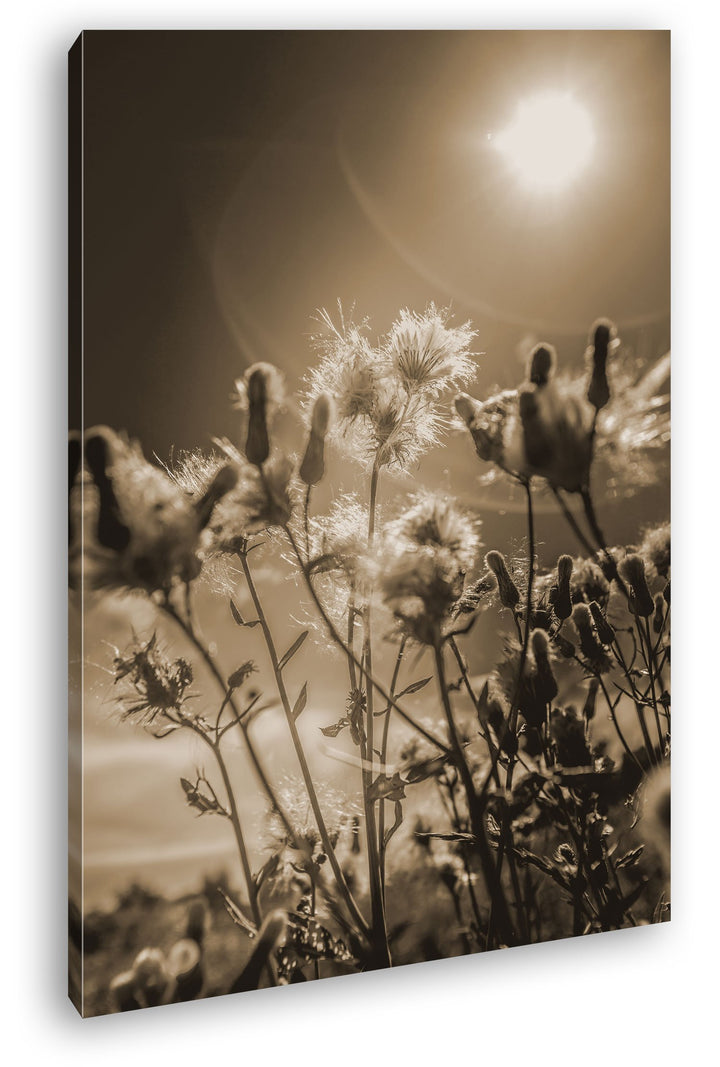 deyoli blühende Natur Format: 80x60 Effekt: Sepia als Leinwand, Motiv fertig gerahmt auf Echtholzrah