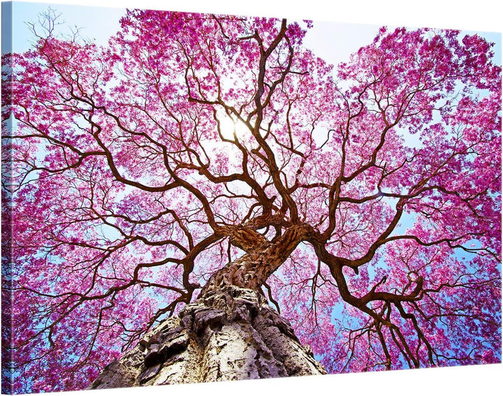 ge Bildet Bild auf Leinwand | Rosa Lapacho Baum in Pocone - Brasilien - Natur Baum Pink Lila in 70x5