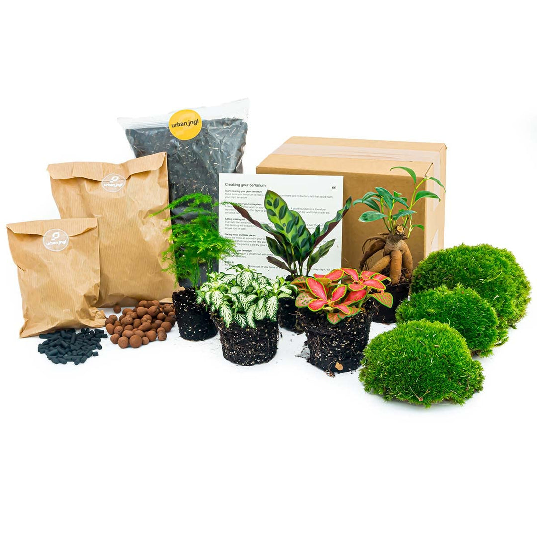 Pflanzenterrarienpaket - 5 Terrarienpflanzen - Calathea Lancifolia - Bonsai - Spargel - Nachfüll- un