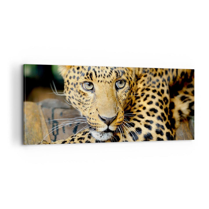 Panorama Bilder auf Leinwand 100x40cm Leinwandbild Tiere gefährlich wilde katze Gross Wanddeko Bild