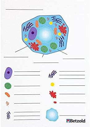 Betzold - Magnetische Tier- und Pflanzenzelle - Botanik Bilingualer Unterricht Mehrfarbig, Mehrfarbi