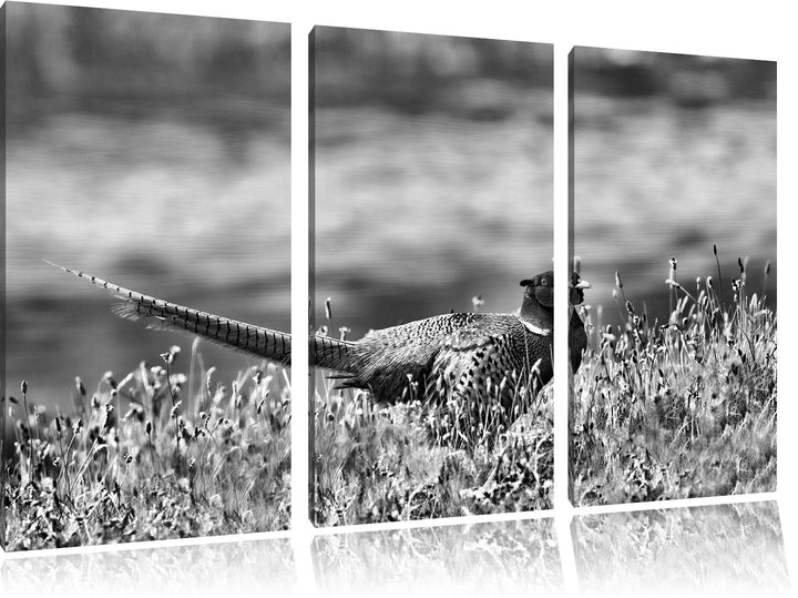 Pixxprint Fasan auf Frühlingswiese als Leinwandbild/Grösse: 3 Teilig (120x80 cm) cm/Wandbild/Kunstdr