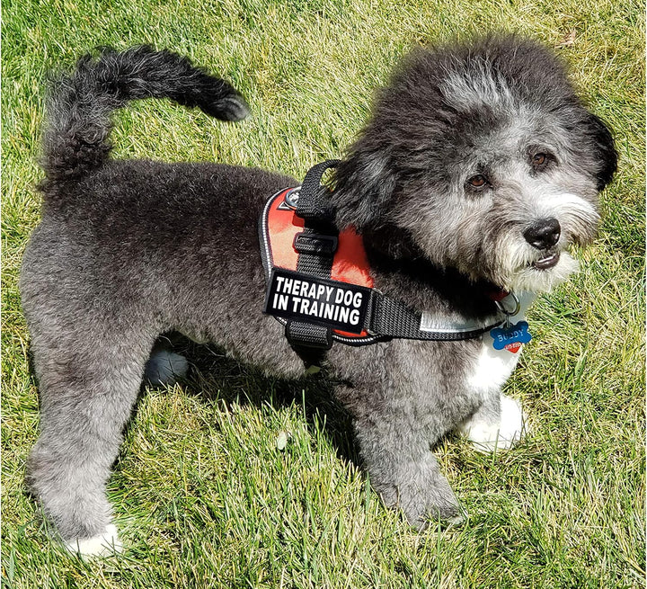 Therapie Hund in Training Nylon Hundegeschirr Hundegeschirr Kauf kommt mit 2 reflektierenden Therapi