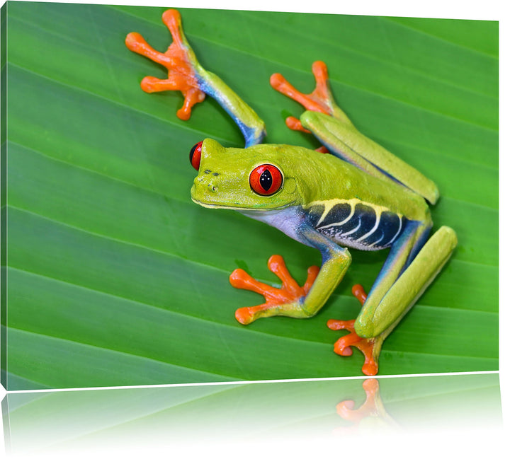 Pixxprint Kleiner grüner Frosch auf Blatt / 100x70cm Leinwandbild bespannt auf Holzrahmen/Wandbild K