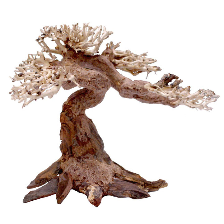 Amtra - Oriental Wind 5 Holz, handgefertigt, für Aquarien, 25x10x18 cm, Small mehrfarbig Small, mehr