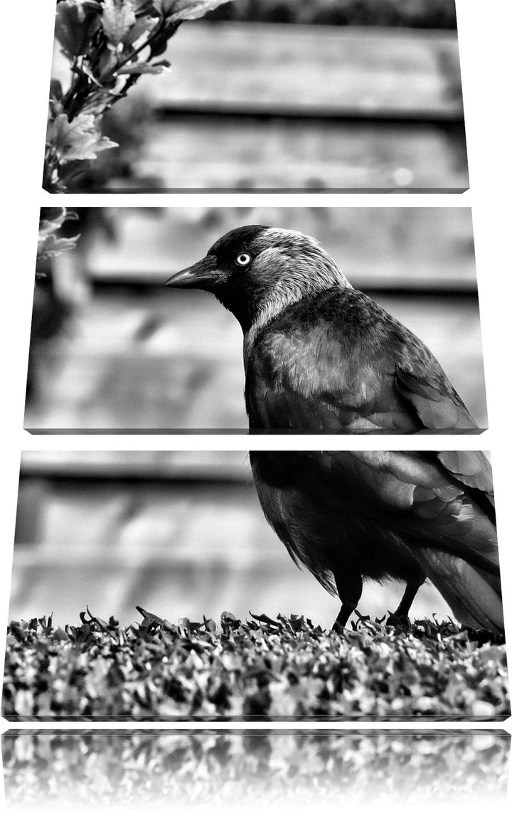 Pixxprint Vogel auf Gartenwiese als Leinwandbild/Grösse: 3 Teilig (120x80) cm/Wandbild/Kunstdruck/fe