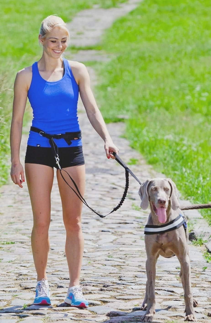 Dingo Jogginggurt 4 in 1 +Hundeleine mit einem Stossdämpfer Set L/XL Gürtel : 3,0 x 70-130 cm Hundel