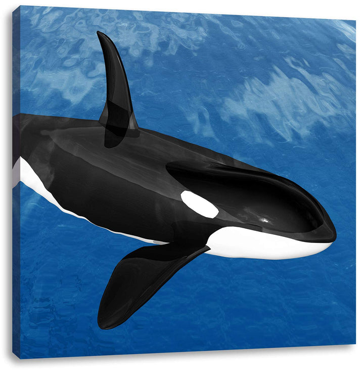 Pixxprint schöner Orca im Meer als Leinwandbild/Grösse: 70x70 cm/Wandbild/Kunstdruck/fertig bespannt
