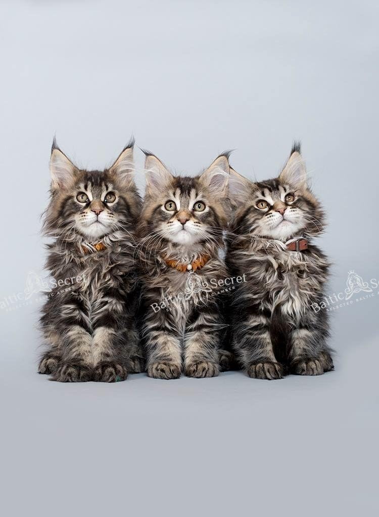Bernsteinkette für Hund &amp; Katze von Baltic Secret / 100 % Echter Baltischer Bernstein / Der Natürlic