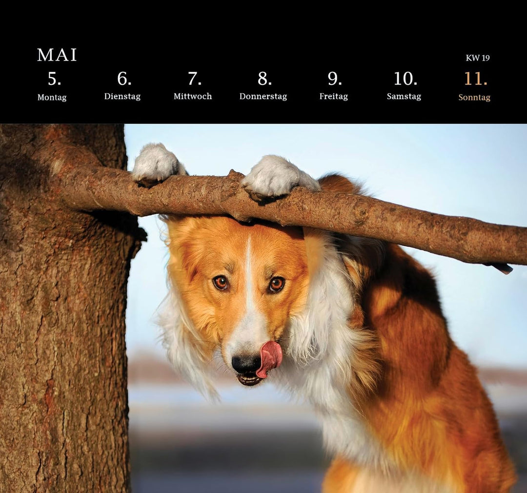 Postkartenkalender 2025: Von Pechvögeln und bunten Hunden: Ein tierisch guter Wochenkalender | Zum A