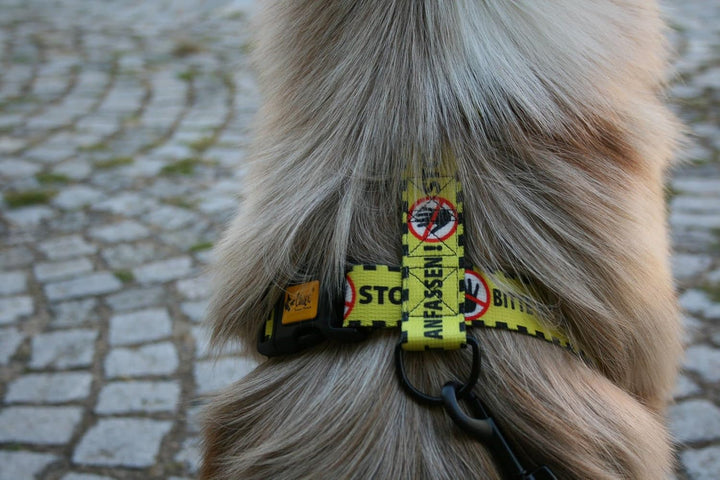 Dingo Hundegeschirre Guard Gelb Bitte Nicht Anfassen Grosse L Breite Band 4,0 cm 55-100 cm 95382, L