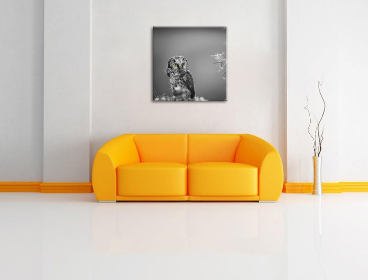 Pixxprint Kleine neugierige Eule schwarz/weiss, Format: 70x70 auf Leinwand, 70x70