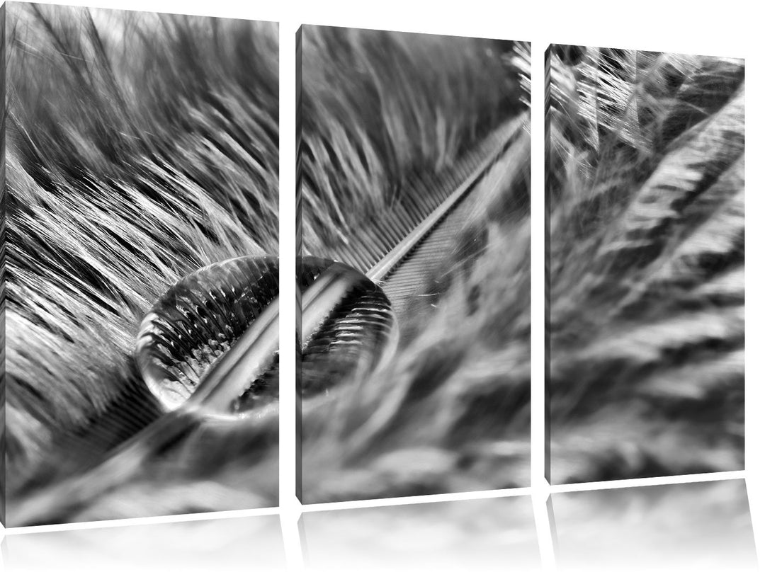 Pixxprint Wassertropfen auf Feder als Leinwandbild/Grösse: 3 Teilig (120x80) cm/Wandbild/Kunstdruck/