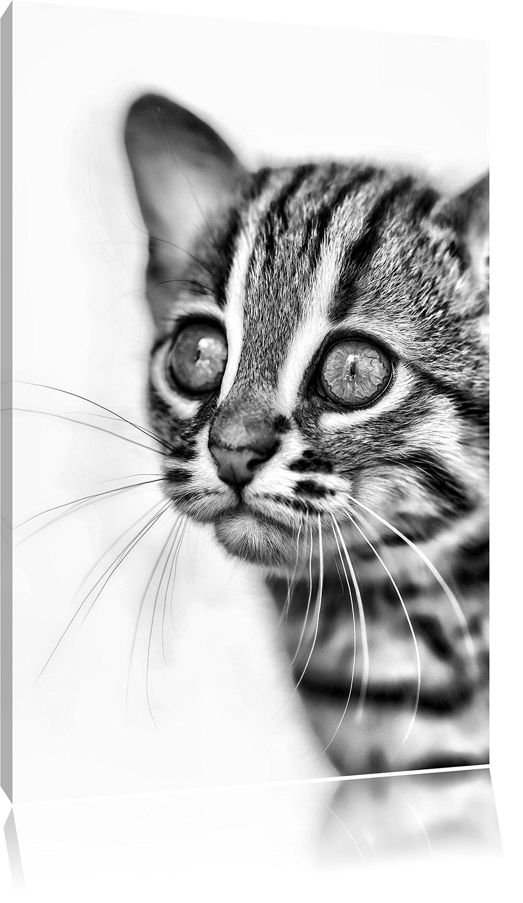 Pixxprint Monocrome, Junge Marmorkatze, Format: 100x70 auf Leinwand, 100x70
