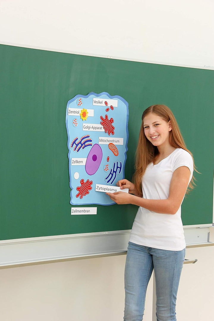 Betzold - Magnetische Tier- und Pflanzenzelle - Botanik Bilingualer Unterricht Mehrfarbig, Mehrfarbi