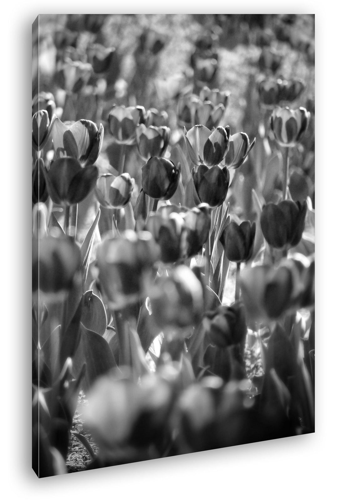 deyoli violette Tulpen Format: 80x60 Effekt: Schwarz/Weiss als Leinwand, Motiv fertig gerahmt auf Ec