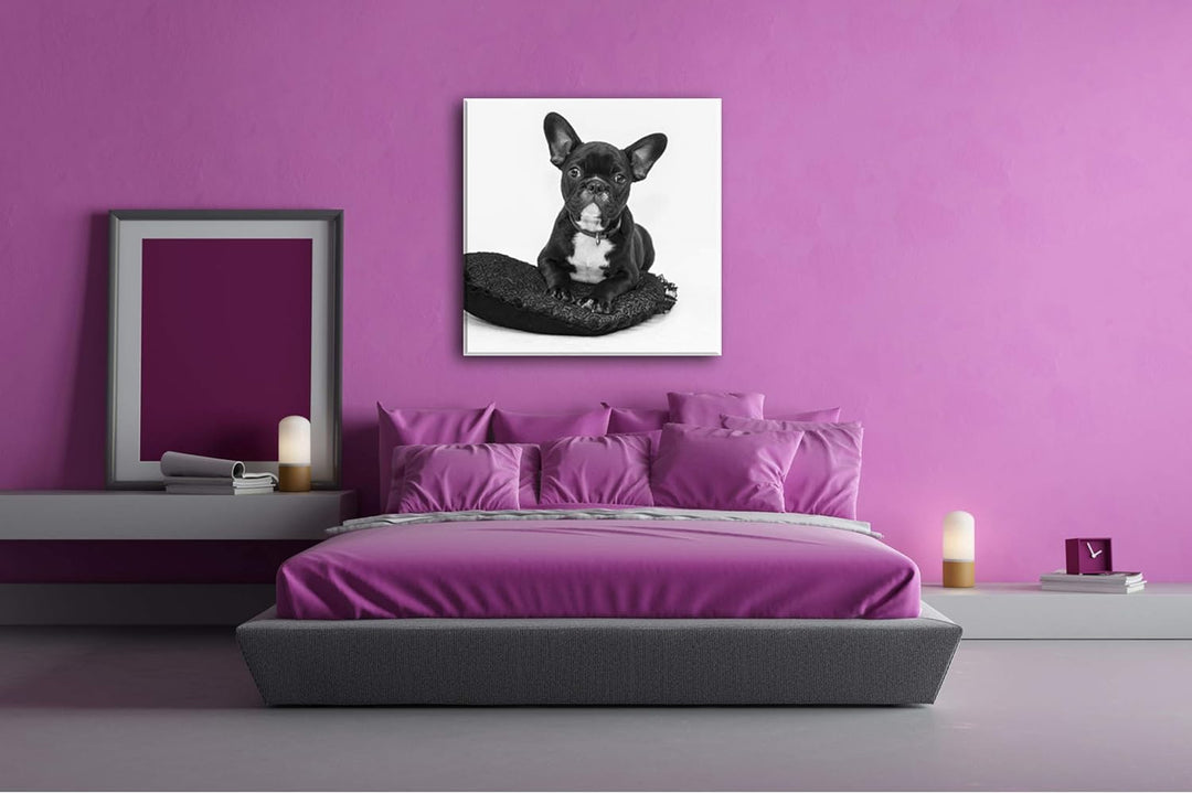 deyoli putzige Bulldogge mit einem Rotem Kissen Format: 70x70 Effekt: Schwarz&amp;Weiss als Leinwandbild
