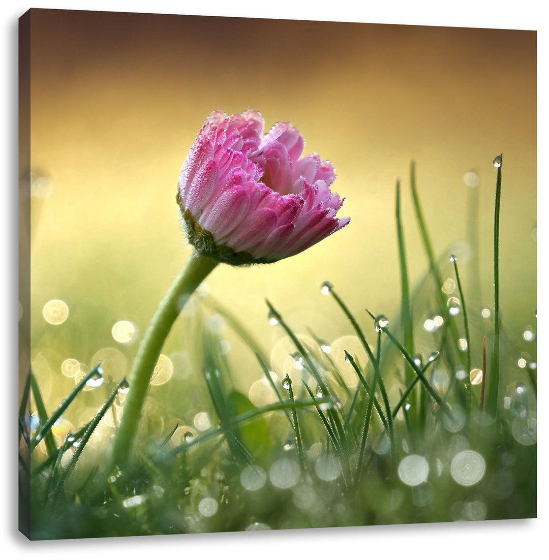 rosa Gänseblümchen im Gras, Format: 70x70 auf Leinwand, XXL riesige Bilder fertig gerahmt mit Keilra