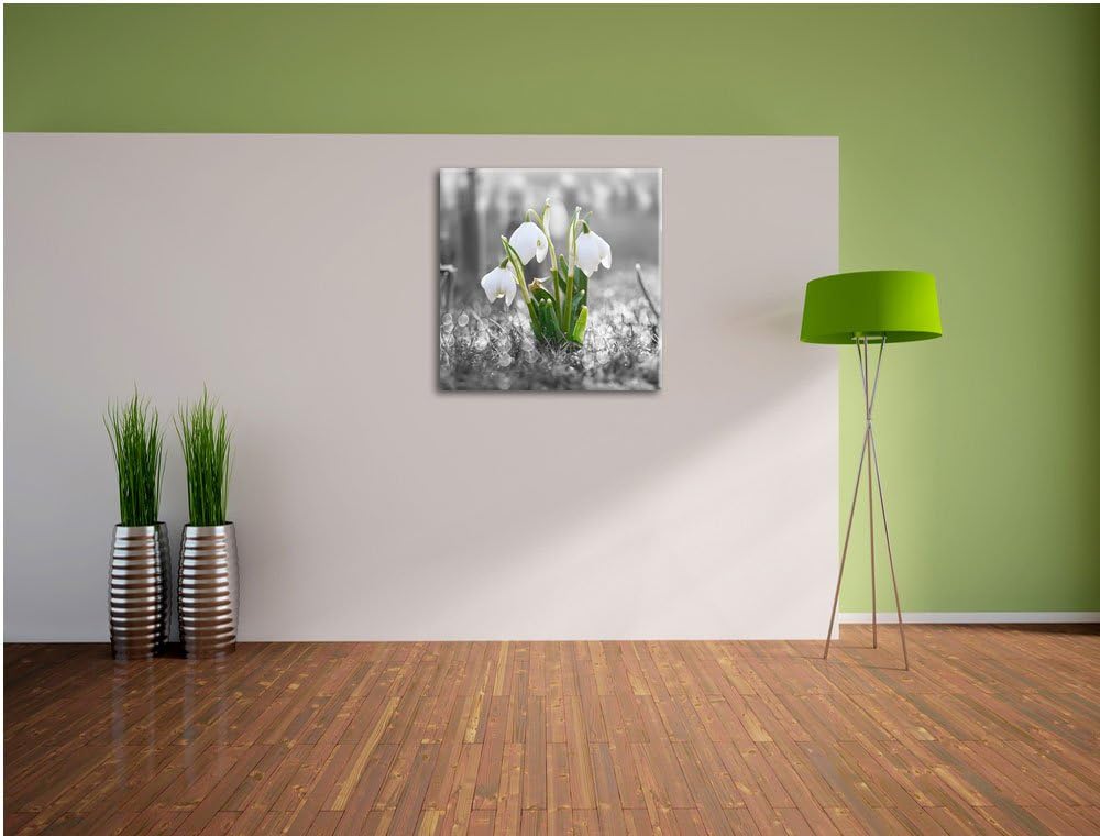 Pixxprint schöne Schneeglöckchen im Morgentau schwarz/weiss, Format: 70x70 auf Leinwand, 70x70