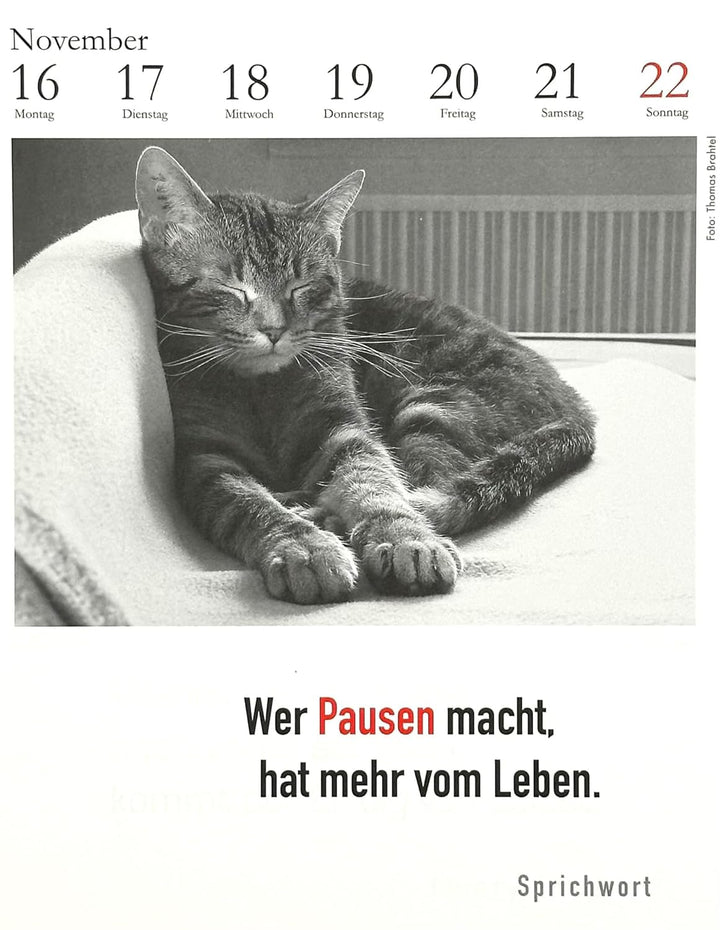 Der literarische Katzenkalender 2026. DAS ORIGINAL!, Spiralbindung