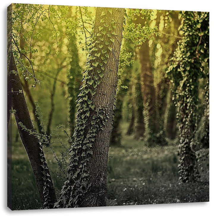 Pixxprint Efeuranken wachsen an Bäumen schwarz/weiss, Format: 70x70 auf Leinwand, 70x70
