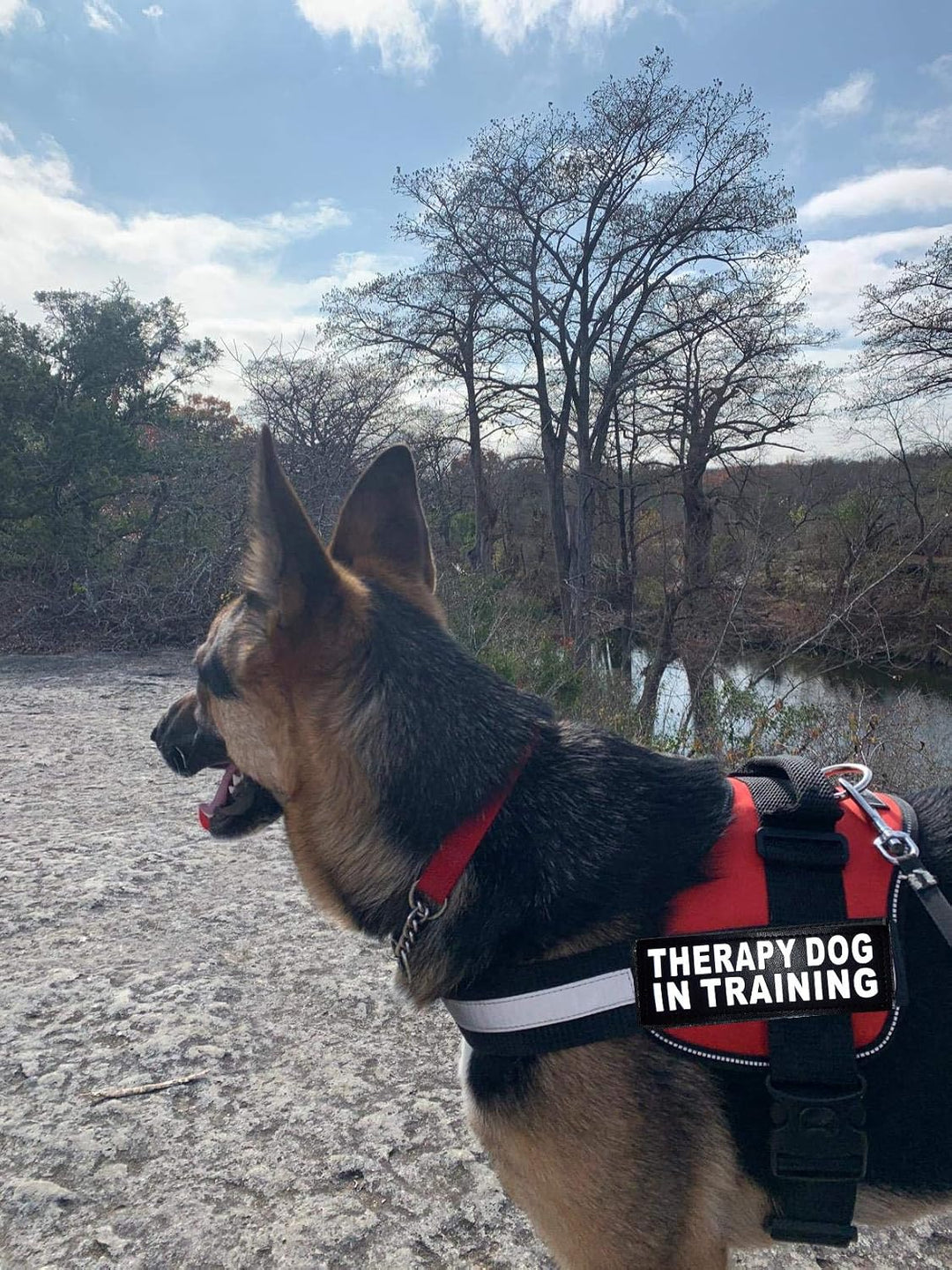 Therapie Hund in Training Nylon Hundegeschirr Hundegeschirr Kauf kommt mit 2 reflektierenden Therapi