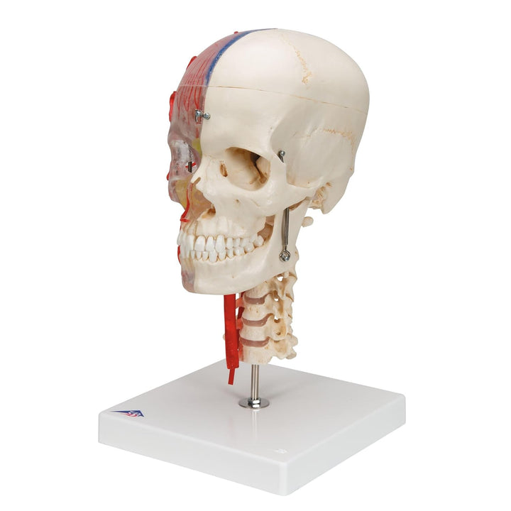 3B Scientific Menschliche Anatomie - Systemschädelmodell, 7-tlg.